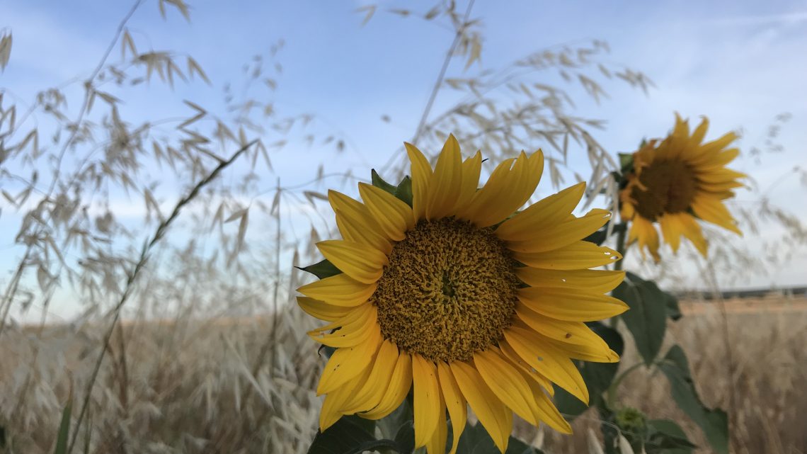 ALPANSEQUE (Soria) 27/07/18